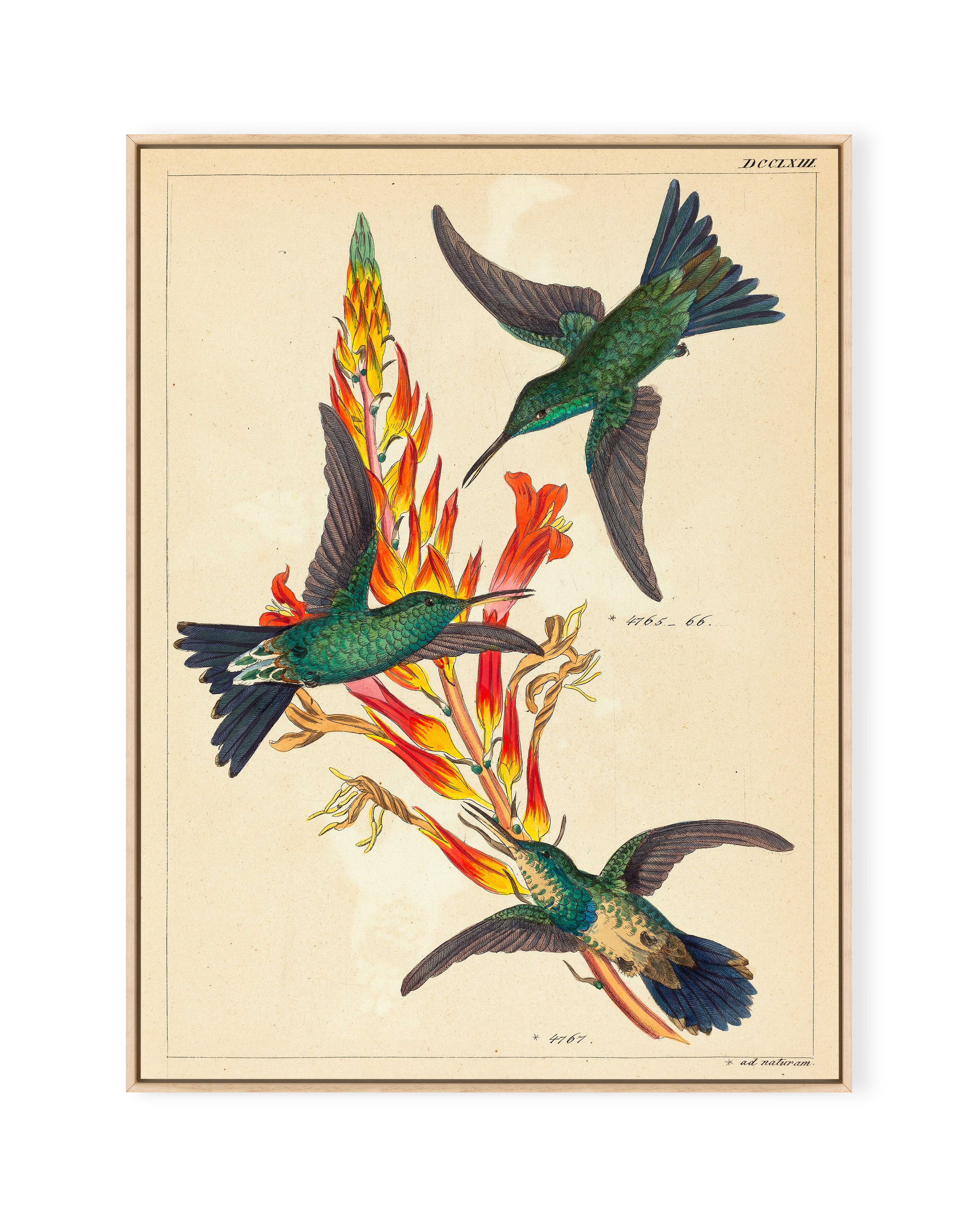 Three Hummingbirds with Plant (n.d.)