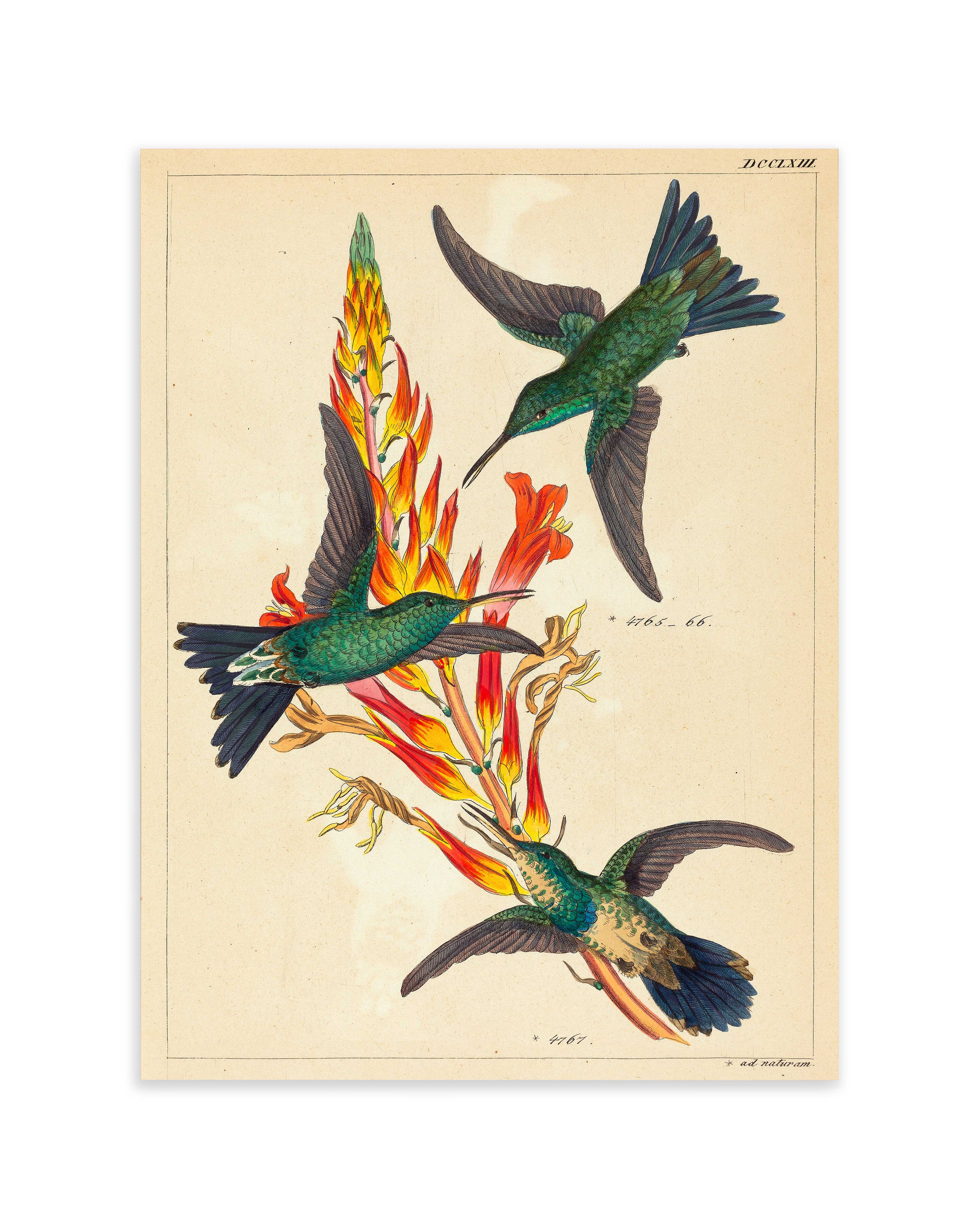 Three Hummingbirds with Plant (n.d.)