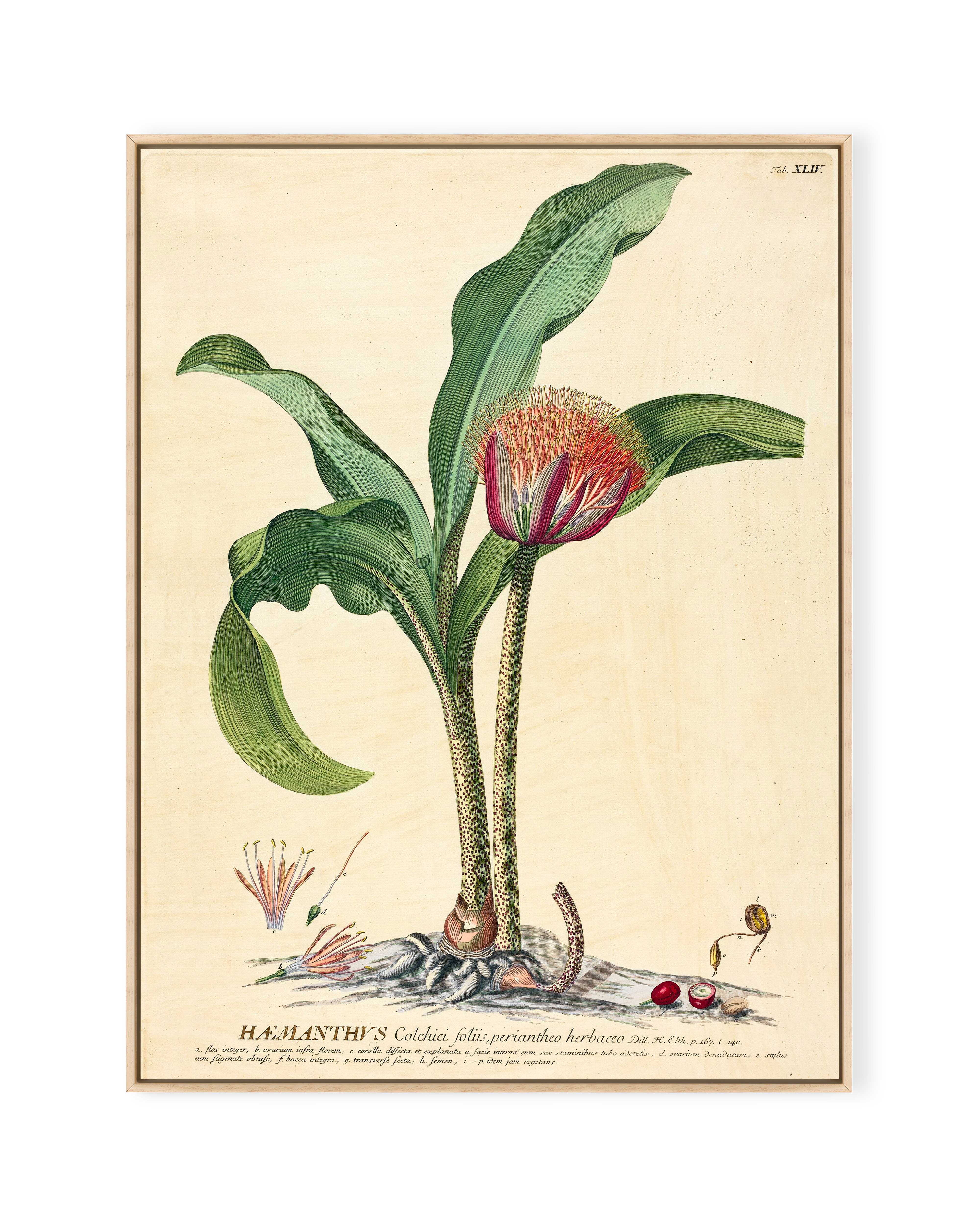 Haemanthus (1750)