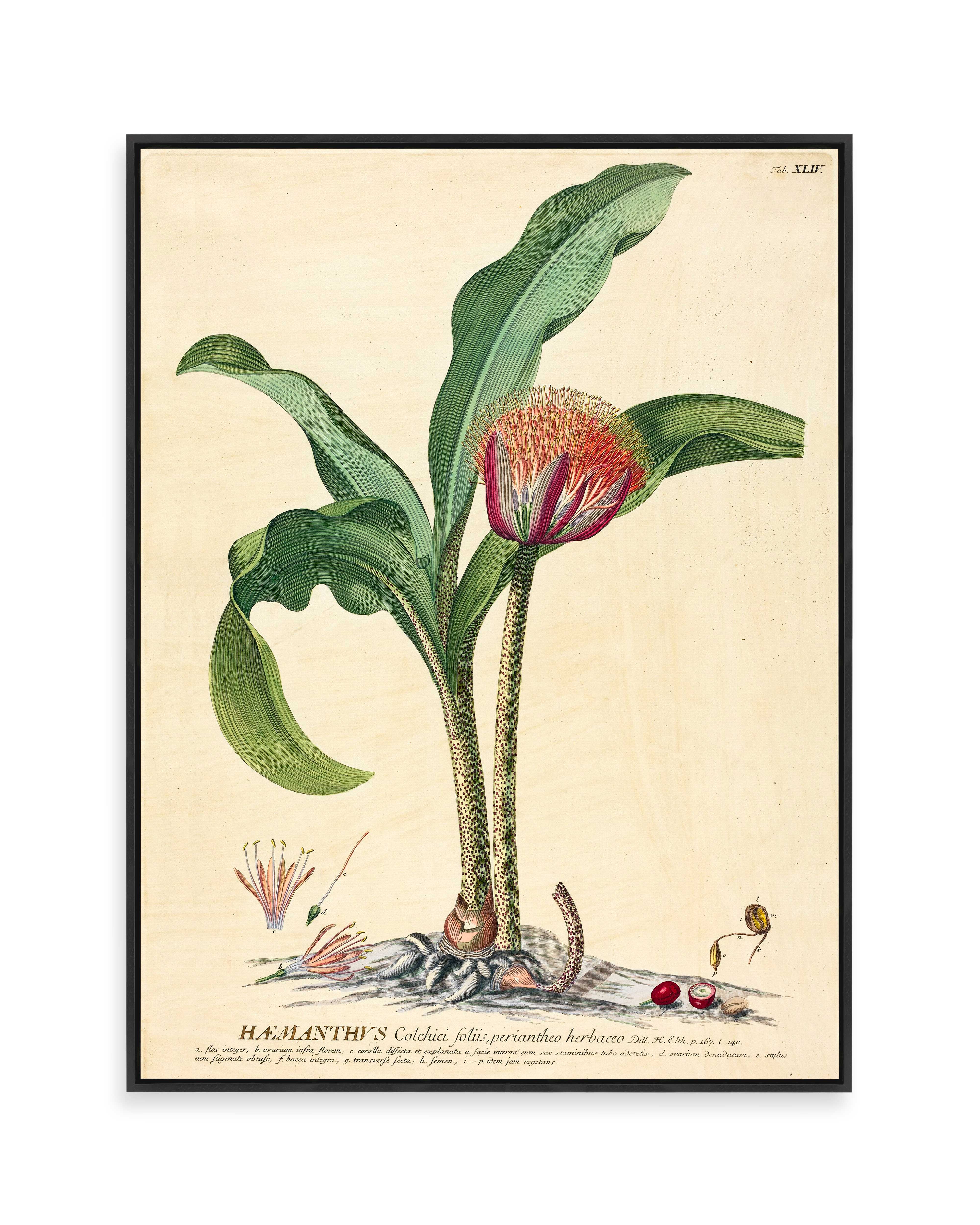 Haemanthus (1750)