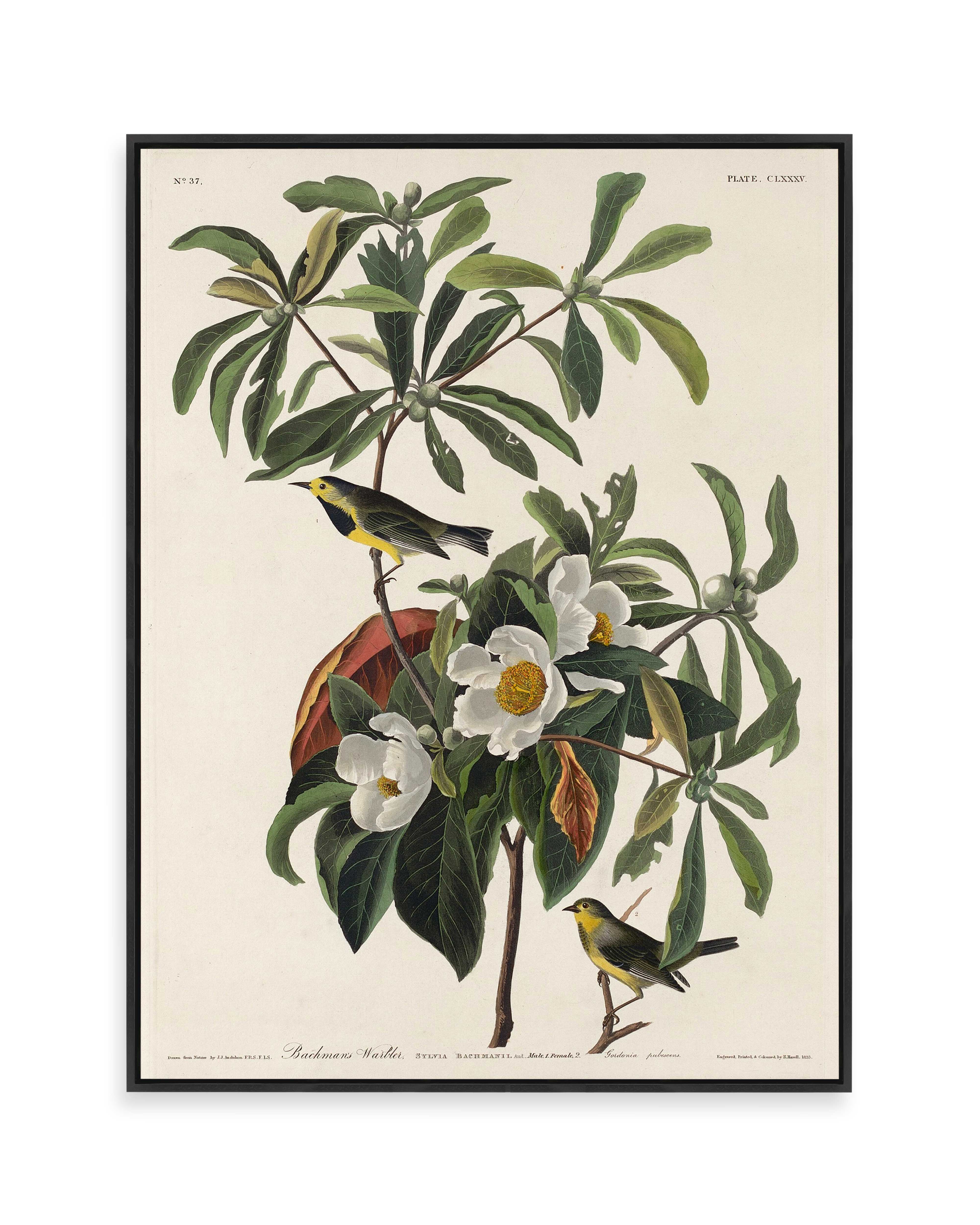 Bachman's Warbler (1834)