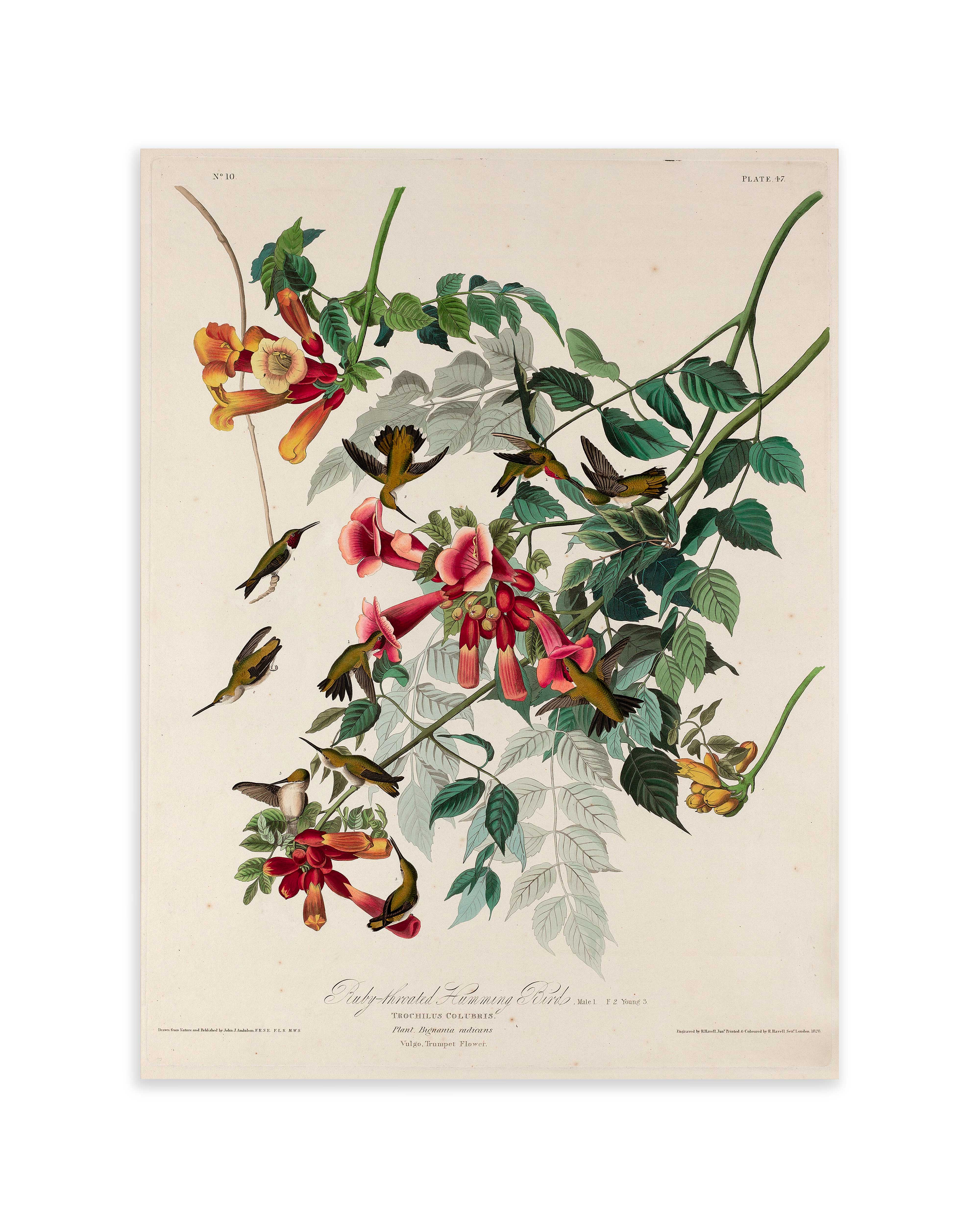 Ruby-throated Humming Bird (1828)