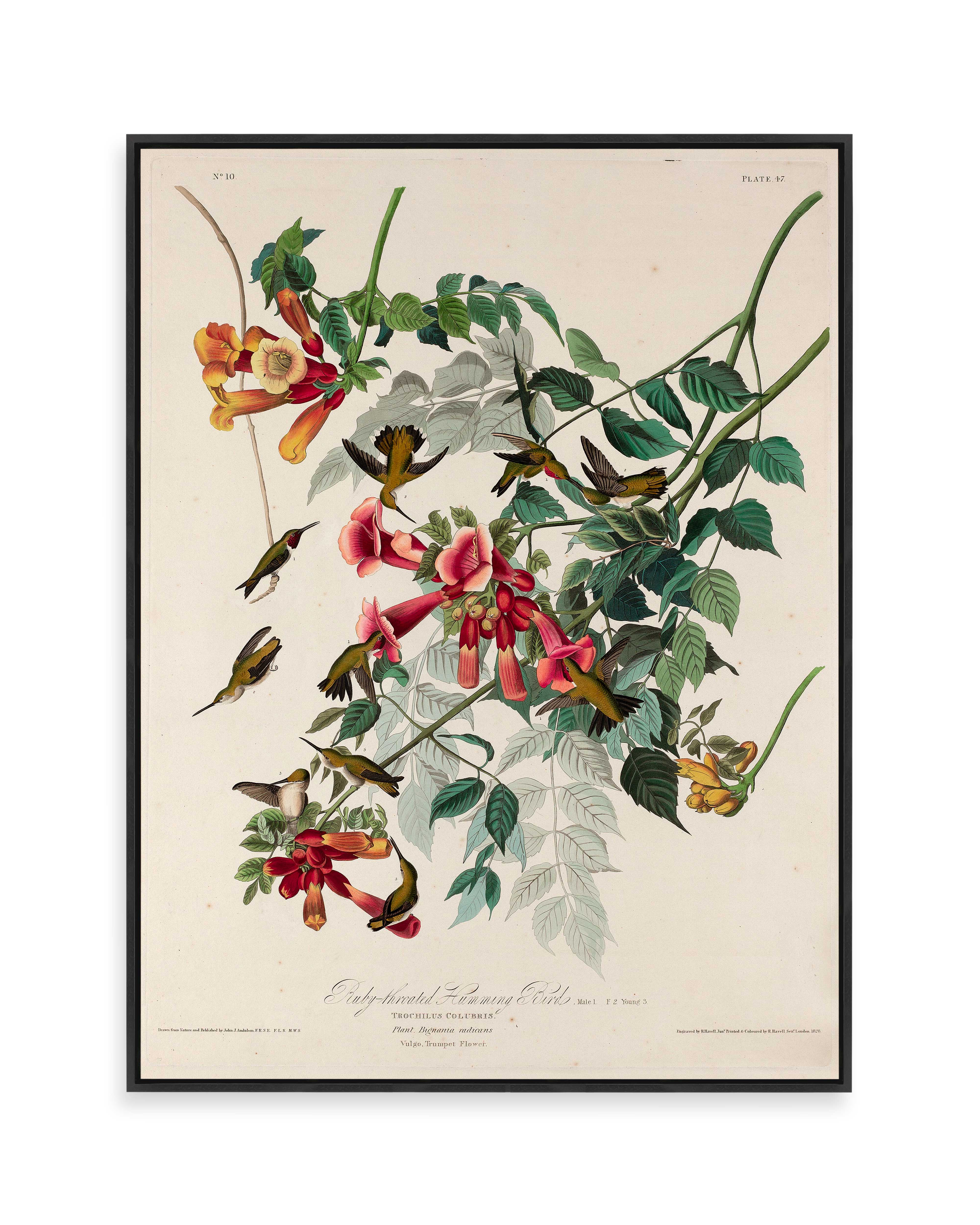 Ruby-throated Humming Bird (1828)